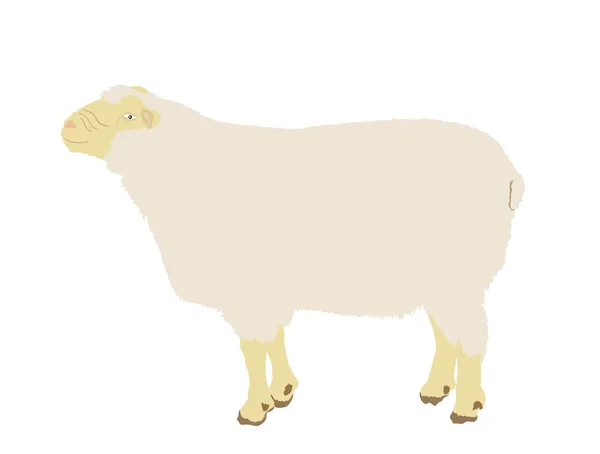 Koyun Vektör Çizimi Beyaz Arkaplanda Izole Edildi Kuzu Eti Yemek — Stok Vektör