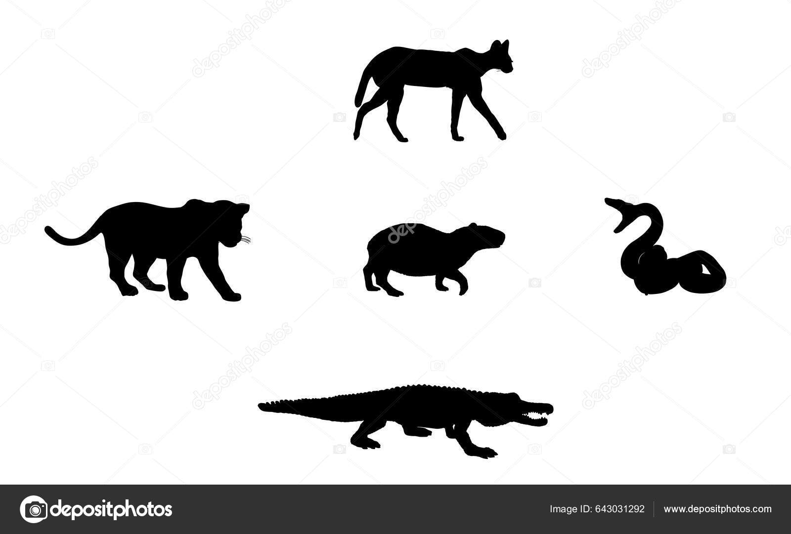 Capybara Doğal Düşmanları Besin Zinciri Oselot Yılan Jaguar Timsah