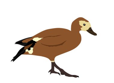 Shell duck vector illustration isolated on white background. Animal bird wildlife. 