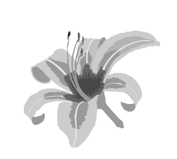 Ilustración Vectorial Flores Lily Aislada Sobre Fondo Blanco Jardín Tropical — Vector de stock