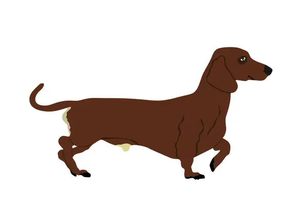 Дахшундська Собака Векторні Ілюстрації Ізольовані Білому Тлі Елегантний Розумний Домашній — стоковий вектор