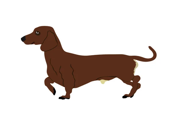在白色背景上孤立的Dachshund狗向量图解 优雅聪明的宠物 家人朋友吉祥物 — 图库矢量图片