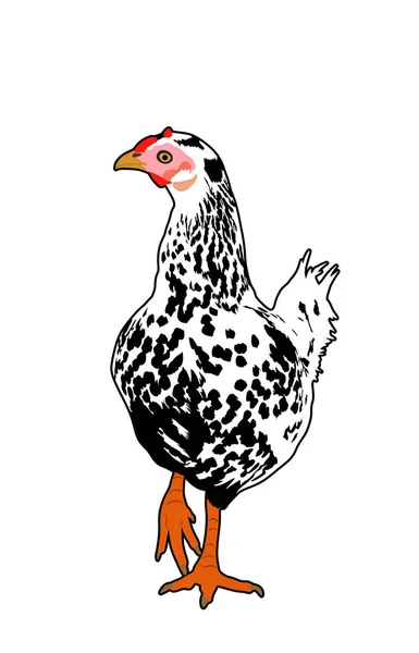 在白色背景上孤立的鸡向量图解 Hen符号 农场的门房有机农场食品的象征 家禽及雌鸟 — 图库矢量图片