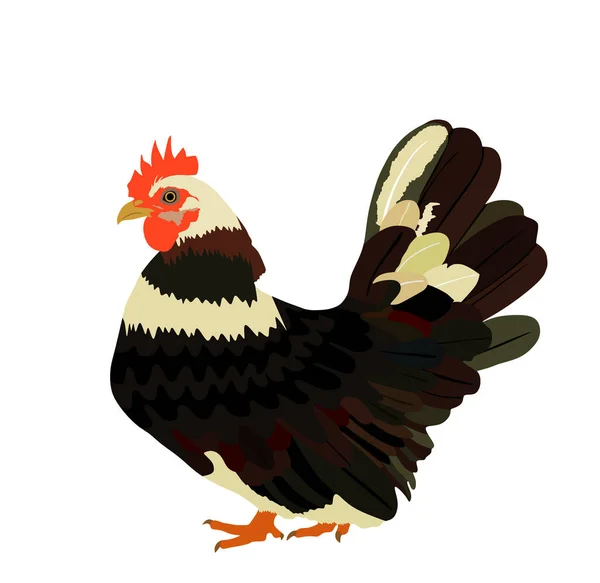 Kyckling Vektor Illustration Isolerad Vit Bakgrund Hönssymbol Gårdskören Symbolen För — Stock vektor