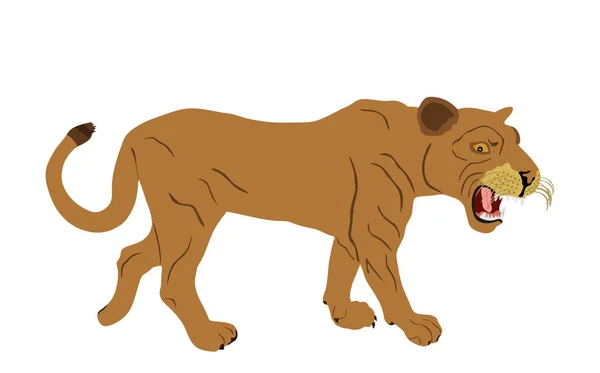 Leeuwenvector Illustratie Geïsoleerd Witte Achtergrond Leeuw Vrouwtje Dierenkoning Grote Kat — Stockvector
