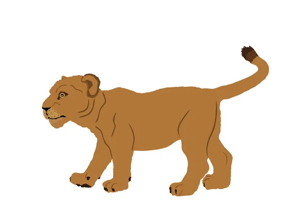 Baby Lion Jungtier Vektor Illustration Isoliert Auf Weißem Hintergrund Tierkönig — Stockvektor
