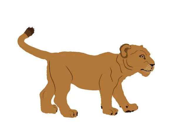 Baby Lion Welp Vector Illustratie Geïsoleerd Witte Achtergrond Dierenkoning Grote — Stockvector