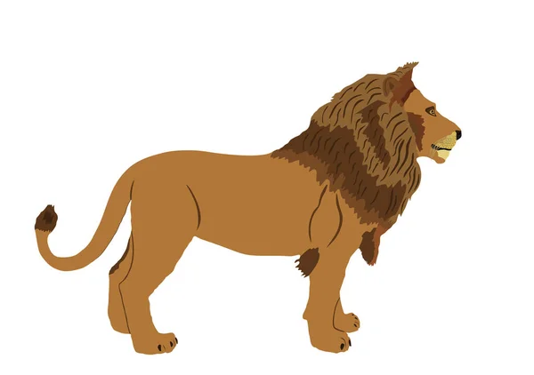 Lví Vektorová Ilustrace Izolovaná Bílém Pozadí Král Zvířat Velká Kočka — Stockový vektor