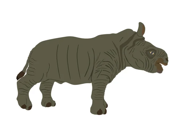 Rhinoceros Cub向量在白色背景上被分离 犀牛宝宝 来自非洲的动物强壮的小动物象征 — 图库矢量图片