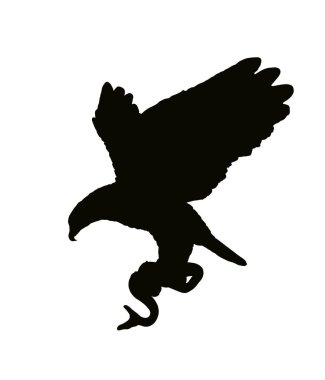 Kel kartal uçuyor ve beyaz arka planda izole edilmiş yılan vektör siluetine saldırıyor. Kartal kanatlarını açmış süzülüyor. Besin zinciri, avcı bir av yakalar. Hayvan doğası sahnesi.