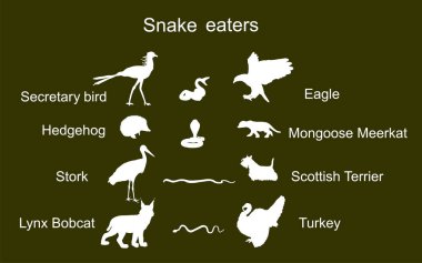Yılan yiyiciler arka planda izole edilmiş hayvan vektör çizimleri. Doğal besin zinciri. Yılan düşman yırtıcılarının sembolü. Kuşlar, vahşi hayvanlar, yılanlara karşı evcil hayvanlar..