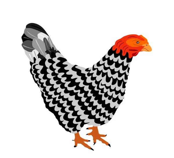 Ilustracja Wektora Kurczaka Izolowana Białym Tle Symbol Kury Zakon Farmy — Wektor stockowy