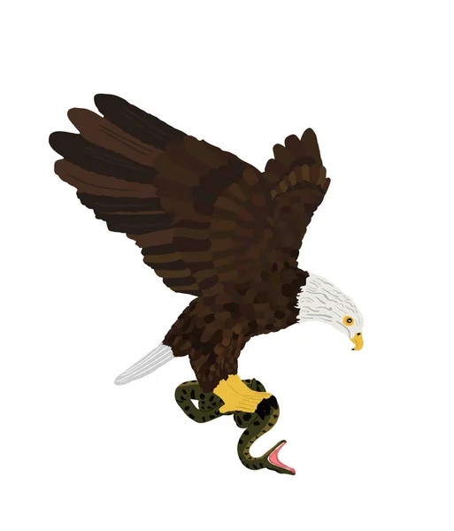 Orel Bělohlavý Létání Útok Had Vektorové Ilustrace Izolované Bílém Pozadí — Stockový vektor