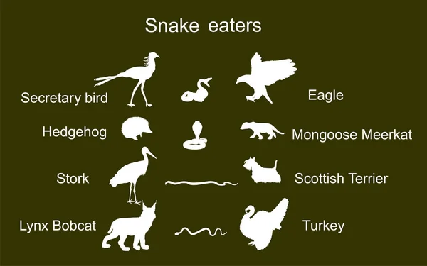 100,000 Animal food chain Vector Images Biology Diagrams