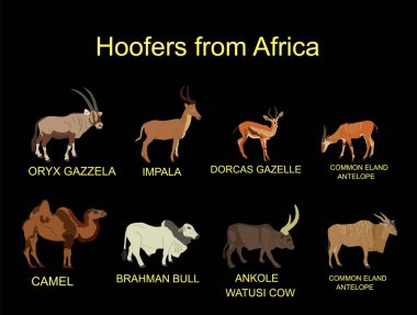 Africa hoofers animals vector illustration isolated on background. Antelope, gazelle, camel, Brahman cow, impala, Oryx, Gemsbuck, Ankole Watusi bull, eland, kudu. Safari wildlife. Livestock cattle. clipart