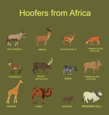 Afrika, yeşil arka planda izole edilmiş hayvan vektör illüstrasyonuna ayak basıyor. Antilop, ceylan, zürafa, deve, zebra, çalı domuzu, Brahman ineği, impala, Oryx, Gemsbuck, Ankole Watusi boğası, eland, waterbuck.