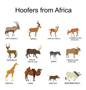 Afrika, beyaz arka planda izole edilmiş hayvan vektör illüstrasyonuna ayak basıyor. Antilop, ceylan, zürafa, deve, zebra, çalı domuzu, Brahman ineği, impala, Oryx, Gemsbuck, Ankole Watusi boğası, eland, waterbuck.