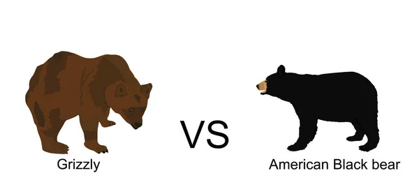 Grizzlybär Gegen Amerikanischer Schwarzbär Vektor Illustration Isoliert Auf Weißem Hintergrund — Stockvektor