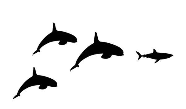 キラーホエール追跡の群れ白い上に隔離されたウォーターベクトルシルエットイラストからジャンプ偉大な白いサメを狩ります オルシウス オルカ 水中戦の海の捕食者の戦い 死海の殺人者 — ストックベクタ