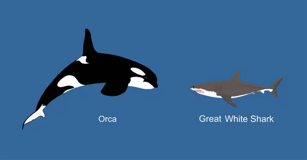 Китовая Погоня Большой Белой Акулой Выпрыгивающей Иллюстрации Водного Вектора Изолированной — стоковый вектор