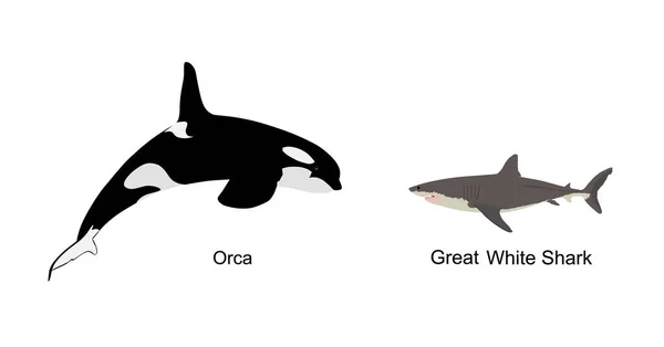 Killer Whale Chase Jagen Grote Witte Haai Springen Uit Water — Stockvector