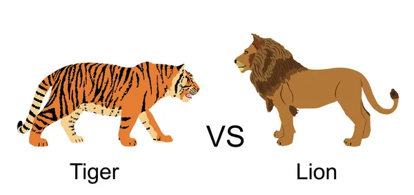 Tiger Mot Lejon Vektor Illustration Isolerad Vit Bakgrund Stor Asiatisk — Stock vektor