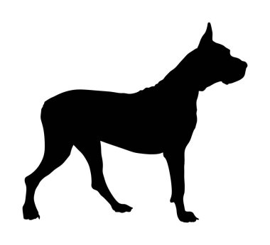 Dogo Argentino şekil gölgesi. Arjantin Mastiff safkan köpeği vektör silueti çizimi izole edildi. Büyük Danua, Mastiff, köpek. Siyah köpek silueti.