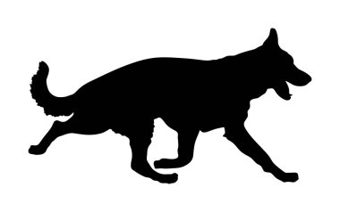 Alman Çoban Köpeğinin portresi köpek vektör silueti izole edildi. İnsanın en iyi dostu. Güzel hayvan koşusu. Köpek gösterisi sergisi. Bulucu patlayıcı ve uyuşturucu tespit etti. Kurtarma köpeği. Akıllı hayvan..