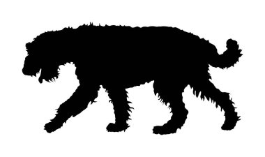 Beyaz arka planda izole edilmiş Airedale Terrier vektör siluetinin portresi. Teriyer cinsinin gölgesi. Safkan köpek şovu şampiyonuna dikkat et. En iyi arkadaşım. Dikkat, dikkat!.