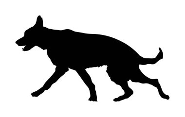 Alman Çoban Köpeğinin portresi köpek vektör silueti izole edildi. İnsanın en iyi dostu. Güzel hayvan koşusu. Köpek gösterisi sergisi. Bulucu patlayıcı ve uyuşturucu tespit etti. Kurtarma köpeği. Akıllı hayvan..