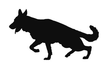 Alman Çoban Köpeğinin portresi köpek vektör silueti izole edildi. İnsanın en iyi dostu. Güzel hayvan koşusu. Köpek gösterisi sergisi. Bulucu patlayıcı ve uyuşturucu tespit etti. Kurtarma köpeği. Akıllı hayvan..