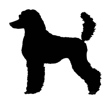 Beyaz arka planda izole edilmiş Kraliyet Kaniş vektör silüetinin portresi. Fransız siyah kanişi yürüyor. Köpeğe dikkat et. Köpek şekli sergisi.