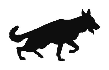 Alman Çoban Köpeğinin portresi köpek vektör silueti izole edildi. İnsanın en iyi dostu. Güzel hayvan koşusu. Köpek gösterisi sergisi. Bulucu patlayıcı ve uyuşturucu tespit etti. Kurtarma köpeği. Akıllı hayvan..
