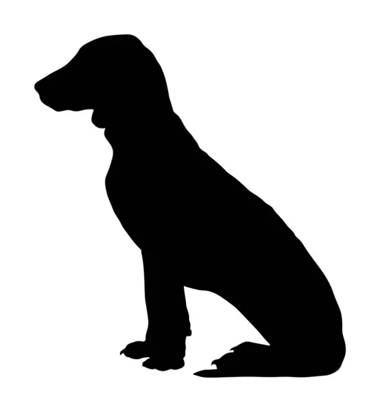 座っての肖像シラー猟犬ベクトルシルエットイラスト孤立した シラーストーバー型 犬に気をつけて — ストックベクタ