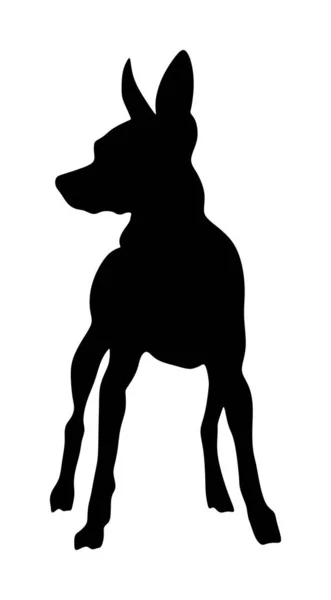 白を基調としたミニチュアピンチャーベクトルシルエットイラストのポートレート 小さなピンチャー犬のシンボル マンチェスター テリアの形 犬に注意してください 黒犬のシルエット — ストックベクタ
