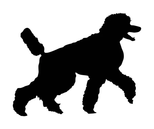 在白色背景上孤立的皇家狮子座矢量轮廓的肖像 法国黑色狮子狗走路 小心狗 狗造型展览 — 图库矢量图片