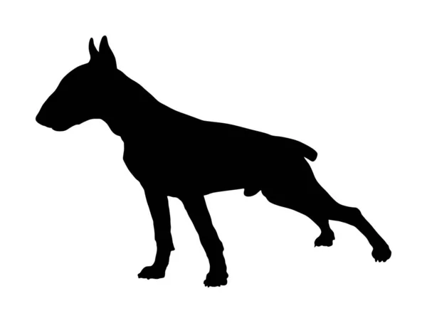 Ritratto Bull Terrier Silhouette Vettoriale Isolato Attento Cane Combatte Con — Vettoriale Stock