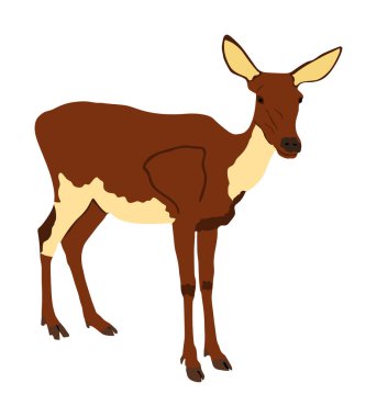 Geyik dişi vektör illüstrasyon beyaz arka plan üzerinde izole. Ren geyiği yavrusu. Orman veya hayvanat bahçesinde Proud Noble Deer. Karaca tetikte bekliyor. Doe izole edilmiş. Fawn vektör izole.