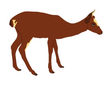 Geyik dişi vektör illüstrasyon beyaz arka plan üzerinde izole. Ren geyiği yavrusu. Orman veya hayvanat bahçesinde Proud Noble Deer. Karaca tetikte bekliyor. Doe izole edilmiş. Fawn vektör izole.