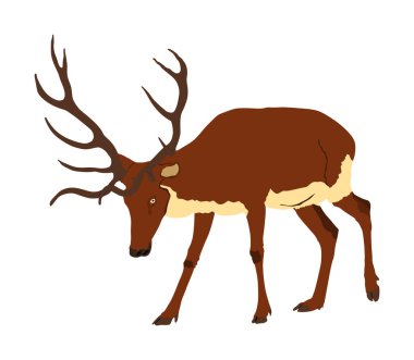 Beyaz arka planda izole edilmiş kırmızı geyik çizimi. Ren geyiği sembolü. Ormanda ya da hayvanat bahçesinde asil bir geyik. Güçlü geyik, kocaman boynuzları var..