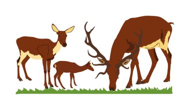 Geyik aile vektör illüstrasyon beyaz arka plan üzerinde izole. Yavrusu olan ren geyiği çifti. Orman veya hayvanat bahçesinde Gururlu Noble Geyik erkek. Büyük boyun ve boynuzları uyarı bakarak ayakta güçlü buck.