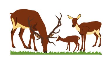 Geyik aile vektör illüstrasyon beyaz arka plan üzerinde izole. Yavrusu olan ren geyiği çifti. Orman veya hayvanat bahçesinde Gururlu Noble Geyik erkek. Büyük boyun ve boynuzları uyarı bakarak ayakta güçlü buck.