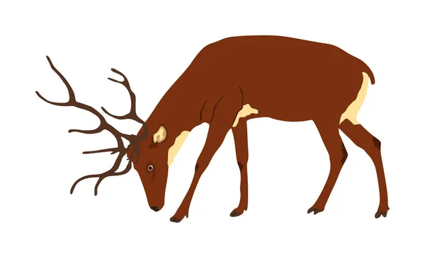 Deer Vector Illustration Isolerad Vit Bakgrund Ren Stolt Ädel Hjort — Stock vektor