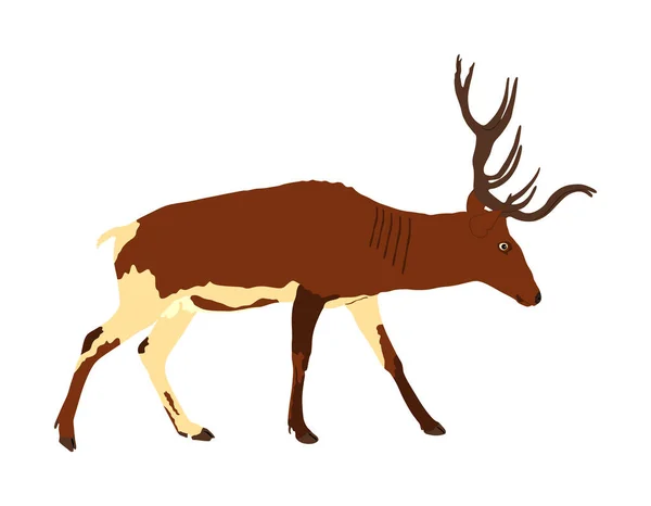Ilustración Vectorial Ciervos Rojos Aislados Sobre Fondo Blanco Reno Símbolo — Vector de stock