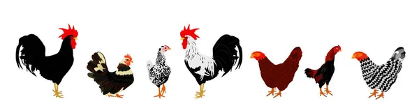 优雅的公鸡和鸡在白色背景上被分离的病媒图解 雄鸡和母鸡 农场长鸡巴 有机食品符号 家禽科 — 图库矢量图片