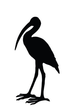 Bird ibis vector silhouette illustration isolated on white background. Water bird symbol. clipart