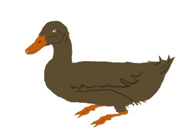 Vahşi ördek çizimi beyaz arka planda izole edildi. Vahşi yaşam kümes hayvanları sembolü. Çiftlik kuşu işareti. Restoran yemek menüsü.