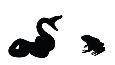 Kıvrımlı açık çene yılan saldırısı kurbağa avı vektör silüeti beyaz arka planda izole edilmiş. Kara Yılan. Zehirli yılan şekilli gölge. Ölümcül zehir avcısı seni. Tehlike tehdidi. Doğal besin zinciri.