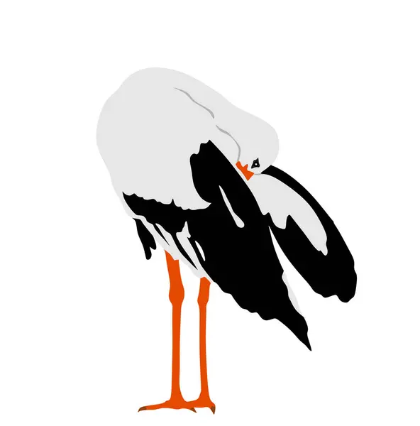 白い背景に隔離されたエレガントなコークベクターのイラストによる洗浄ボディ 訪問する移民の鳥のストーク クリーニング羽と翼 水エコーシステム 動物の鳥の衛生 — ストックベクタ
