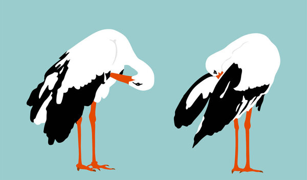 Elegant stork couple washing body by beak vector illustration isolated on background. Visitant migration bird stork cleaning feathers and wings. Water echo system. Animal bird family hygiene.